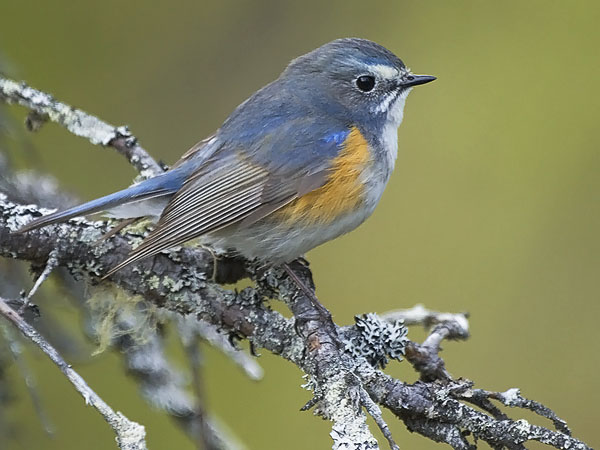Sinipyrstö, Red-flanked Bluetail, Tarsiger cyanurus